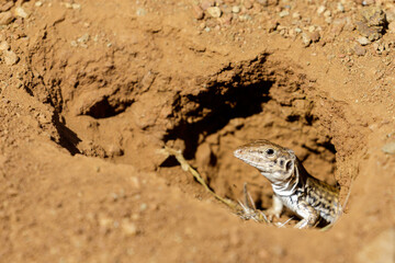 California Whiptail Lizard Peeking Through Burrow. Rancho San Antonio Preserve, Santa Clara County, California, USA.