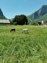 Obraz premium cows in the mountains