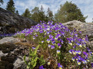 Violet tricolor blooms on the rocks and in the forest in the Republic of Karelia near Lake Ladoga in May
