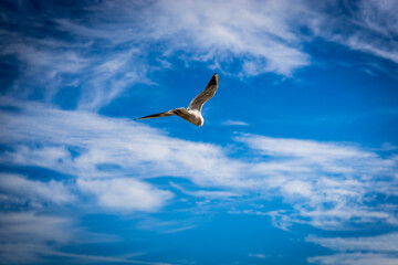 seagull flying in the sky