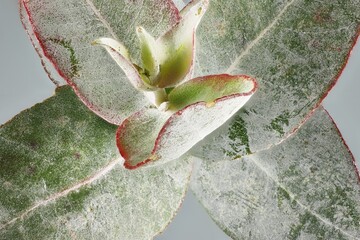 Growing tip and foliage on stem of Dwarf Tasmanian Blue Gum (Eucalyptus globula compacta).