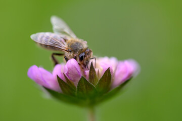 Pollinating bee posed on flower. 