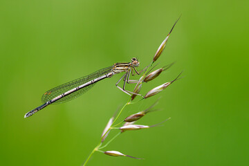 Dragonfly hold on dry branches and copy space .Dragonfly in the nature. Dragonfly in the nature habitat. Beautiful nature scene with dragonfly outdoor.a background wallpaper.