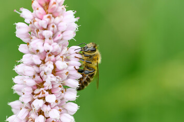Pollinating bee posed on flower. 