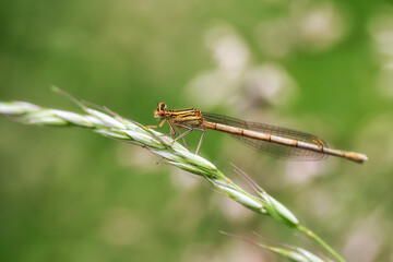 Dragonfly hold on dry branches and copy space .Dragonfly in the nature. Dragonfly in the nature habitat. Beautiful nature scene with dragonfly outdoor.a background wallpaper.