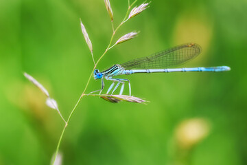 Dragonfly hold on dry branches and copy space .Dragonfly in the nature. Dragonfly in the nature habitat. Beautiful nature scene with dragonfly outdoor.a background wallpaper.
