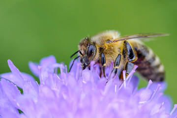 Pollinating bee posed on flower. 
