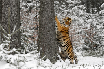 A tiger in the forest enjoys the fresh snow.
