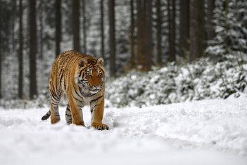 Fototapeta na wymiar A tiger in the forest enjoys the fresh snow.