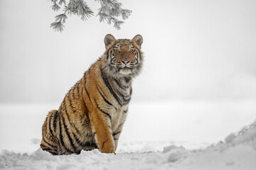 A tiger in the forest enjoys the fresh snow.