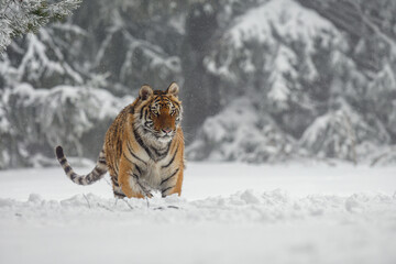 A tiger in the forest enjoys the fresh snow.