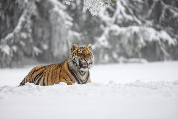 Fototapeta na wymiar A tiger in the forest enjoys the fresh snow.