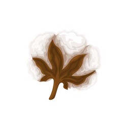 Cotton vector illustration. Delicate white flower.