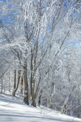 Trees covered with snow in Sabaduri forest, winter landscape