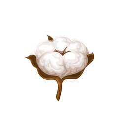 Cotton vector illustration. Delicate white flower.