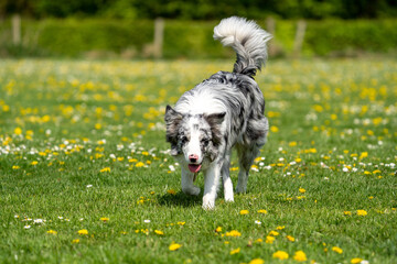 Fototapeta premium border collie puppy on a grass field with flowers