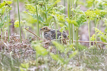 Pheasant chick