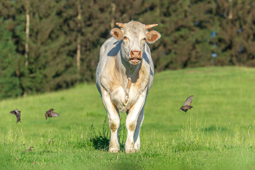 Portrait of a white free-range charolais breed cow on a pasture in summer outdoors