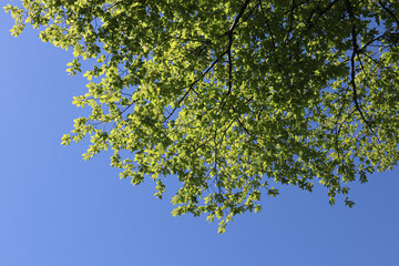 Baum, bläter, zweig