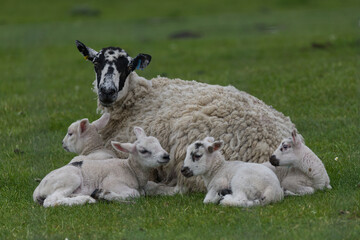 Ewe and her lambs