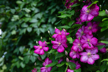 A large Bush of climbing clematis with large purple flowers on a green garden background on a Sunny summer day. horizontal photo, selective focus