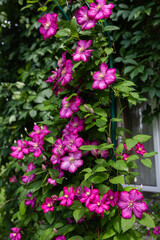 A large Bush of climbing clematis with large purple flowers. Vertical photo, selective focus
