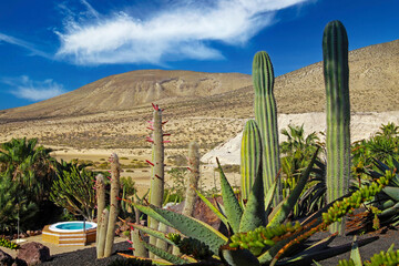 Het mooie terras van de cactustuin, draaikolk, droge dorre heuvelsachtergrond, blauwe de zomerhemel - Sotavento Beach, Fuerteventura