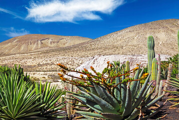 Beautiful relaxing calm tropical cactus garden terrace, arid dry mountains background, clear blue sky - Sotavento beach, Fuerteventura