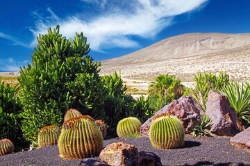 Beautiful relaxing calm tropical cactus garden terrace, arid dry mountains background, clear blue sky - Sotavento beach, Fuerteventura