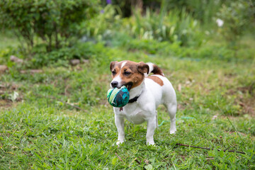 Jolly Jack Russell Terrier dog holds an old ragged ball in its teeth in the garden on a Sunny summer day