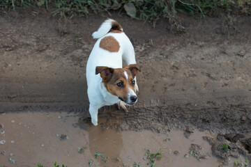 Jack Russell Terrier dog stands in a muddy puddle on the road
