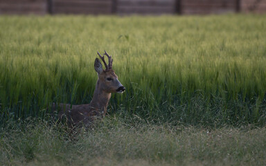 deer, tier, wild lebende tiere, säugetier, natur, wild, gras, hirschkuh, braun, kitz, jung, bock