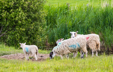 Lambs and ewes grazing on lush green grass in a meadow in the Norfolk countryside