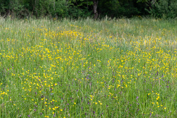 Ranunculus acris - Meadow Buttercup - Renoncule âcre - Bouton d'or
