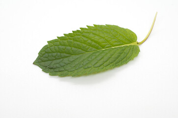 Kitchen herbs: mint, mentha, single leaf, isolated against white background