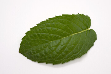 Fototapeta na wymiar Kitchen herbs: mint, mentha, single leaf, isolated against white background