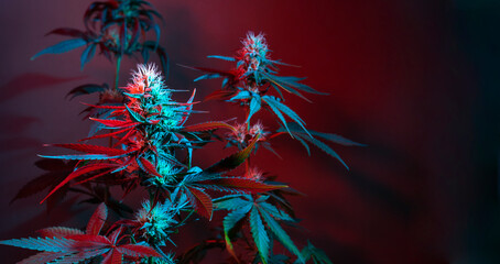 Cannabis background. Marijuana plants at colored red light on dark background. Cannabis long banner with flowering feminine plants. Beautiful medical marijuana.