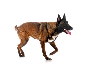malinois in studio
