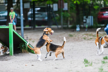 the dogs that play together