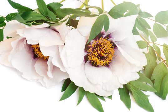 Soft selective focus Close up of a bouquet of delicate beautiful white peonies flowers on a white background with bright sunlight. Top view. Copy space.