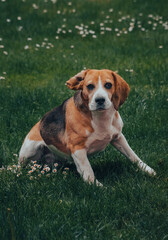 Naklejka na ściany i meble The beautiful beagle on the daisy field