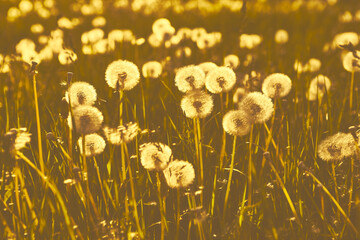 Dandelions in the sunset light. Nature background