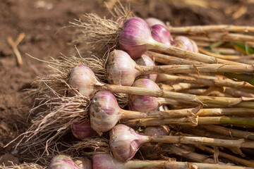 Young garlic on the ground, freshly harvested, fresh harvest.