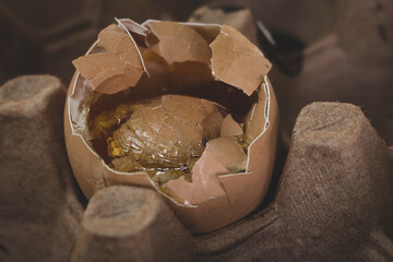 Bad rotten eggs to eat