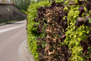 Haie mixte de bord de route Acer opalus et Corylus maxima