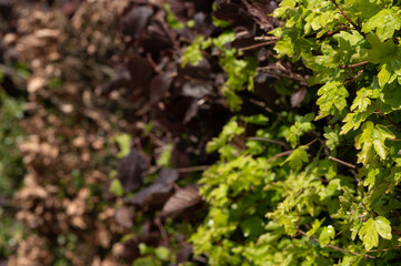 Fototapeta premium Haie mixte de bord de route Acer opalus et Corylus maxima