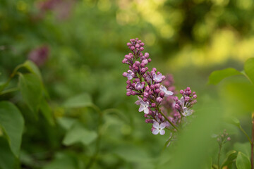 Obraz premium A sprig of blooming lilacs in May