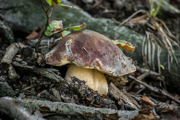 mushroom in the forest
