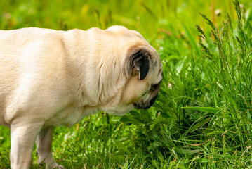 A beautiful pug walking in the park!