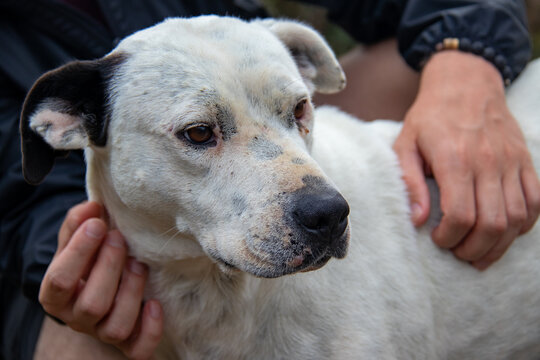 white dog with gets petting